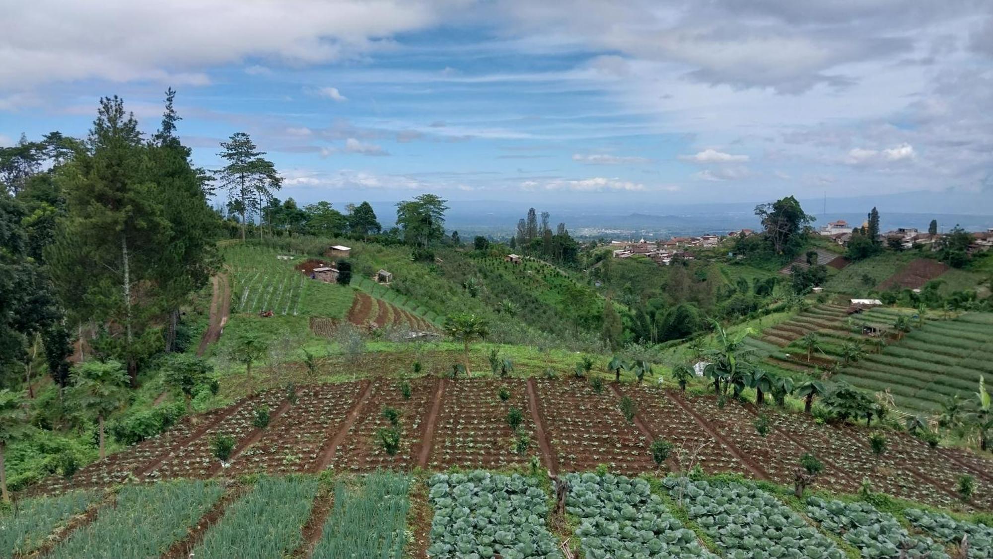 Maison Manendra - Bromo Wisma tamu *
